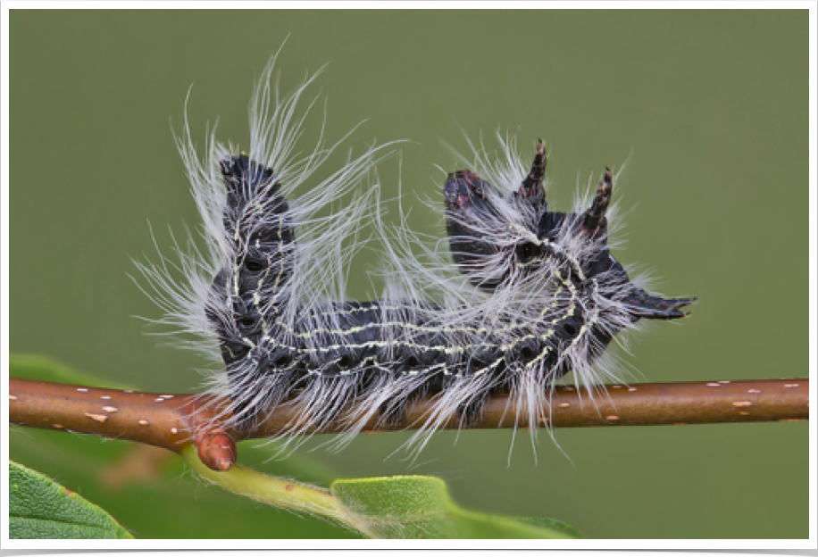 Datana integerrima
Walnut Caterpillar
Pickens County, Alabama